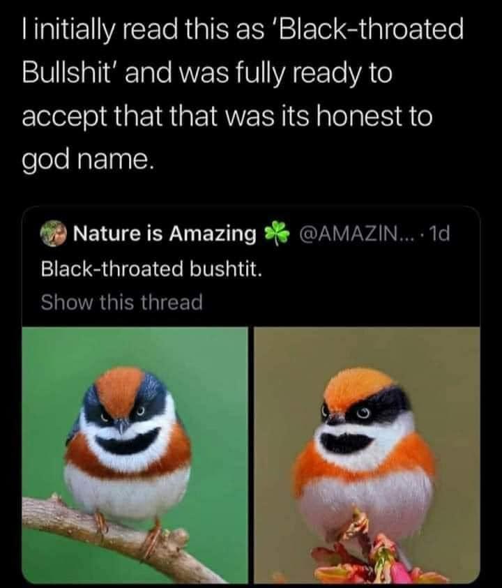 I initially read this as Black throated V aliuTalo RWYEISR VI VATTe VA o accept that that was its honest to fololoNaFTaal Nature is Amazing AMAZIN 1d Black throated bushtit ElalelAGIERTIET