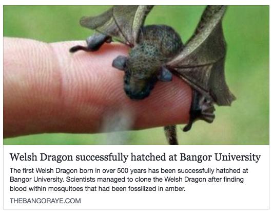 Welsh Dragon successfully hatched at Bangor University The first Welsh Dragon bon in over 500 years has been successfully hatched at Bangor Universtty Scientists managed to clone the Welsh Dragon after finding blood within mosquitoes that had been fossilized in amber THEBANGORAYE COM