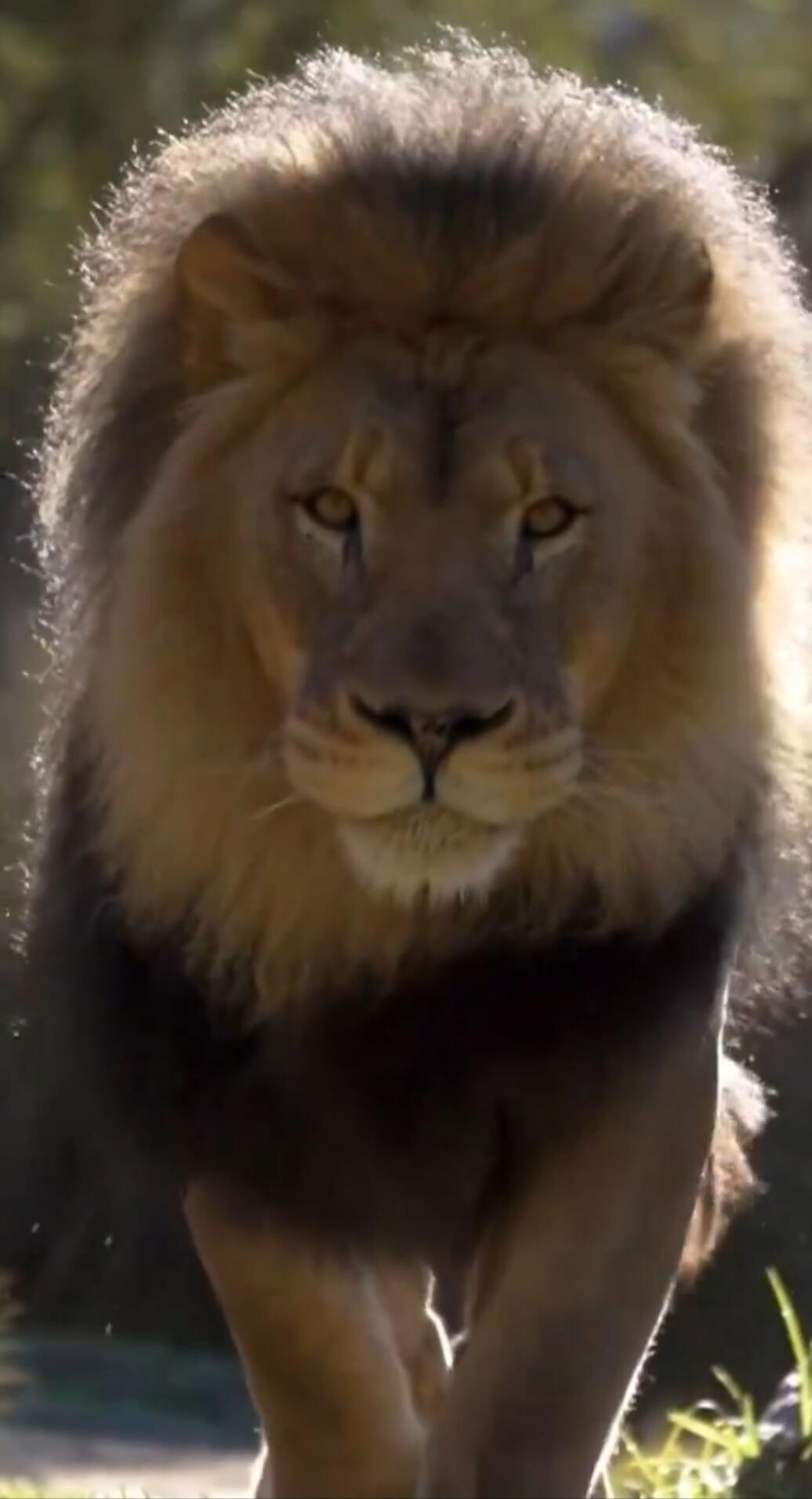 Close-up of a male lion with a thick mane walking toward the camera.