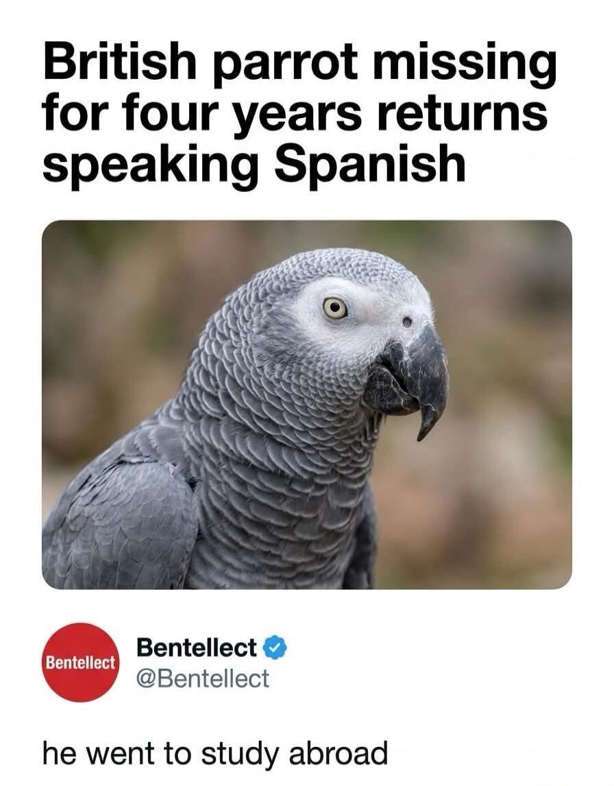 British parrot missing for four years returns speaking Spanish. Bentellect @Bentellect he went to study abroad.