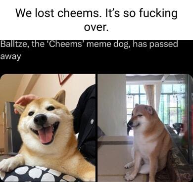 We lost cheems Its so fucking over