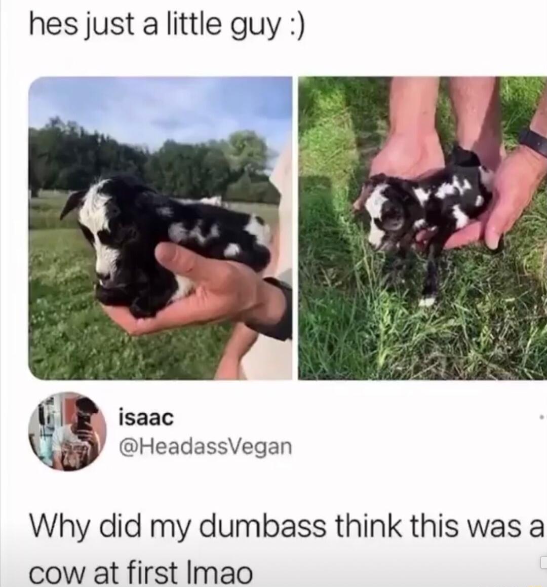 hes just a little guy i Isaac HeadassVegan Why did my dumbass think this was a cow at first Imao