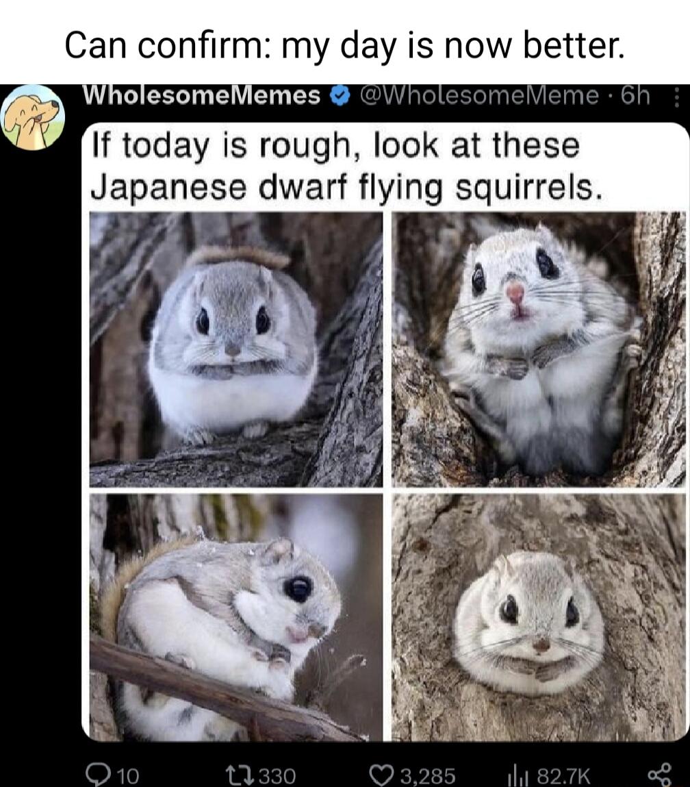 Can confirm my day is now better If today is rough look at these ese dwarf flying squirrels