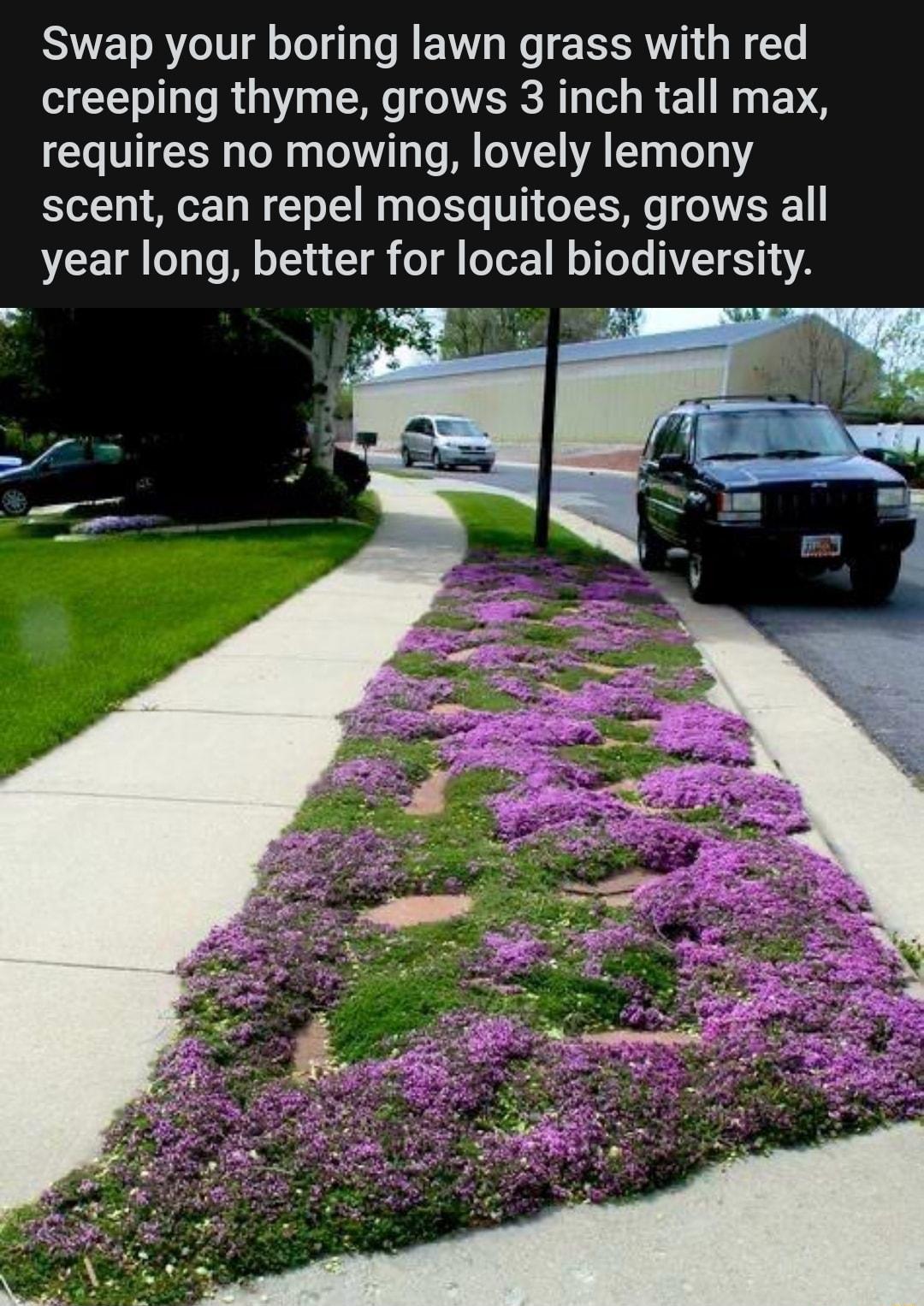 Swap your boring lawn grass with red creeping thyme grows 3 inch tall max o VITE R o oM aa Lol T To M oA YA T0 To Y scent can repel mosquitoes grows all year long better for local biodiversity NG P