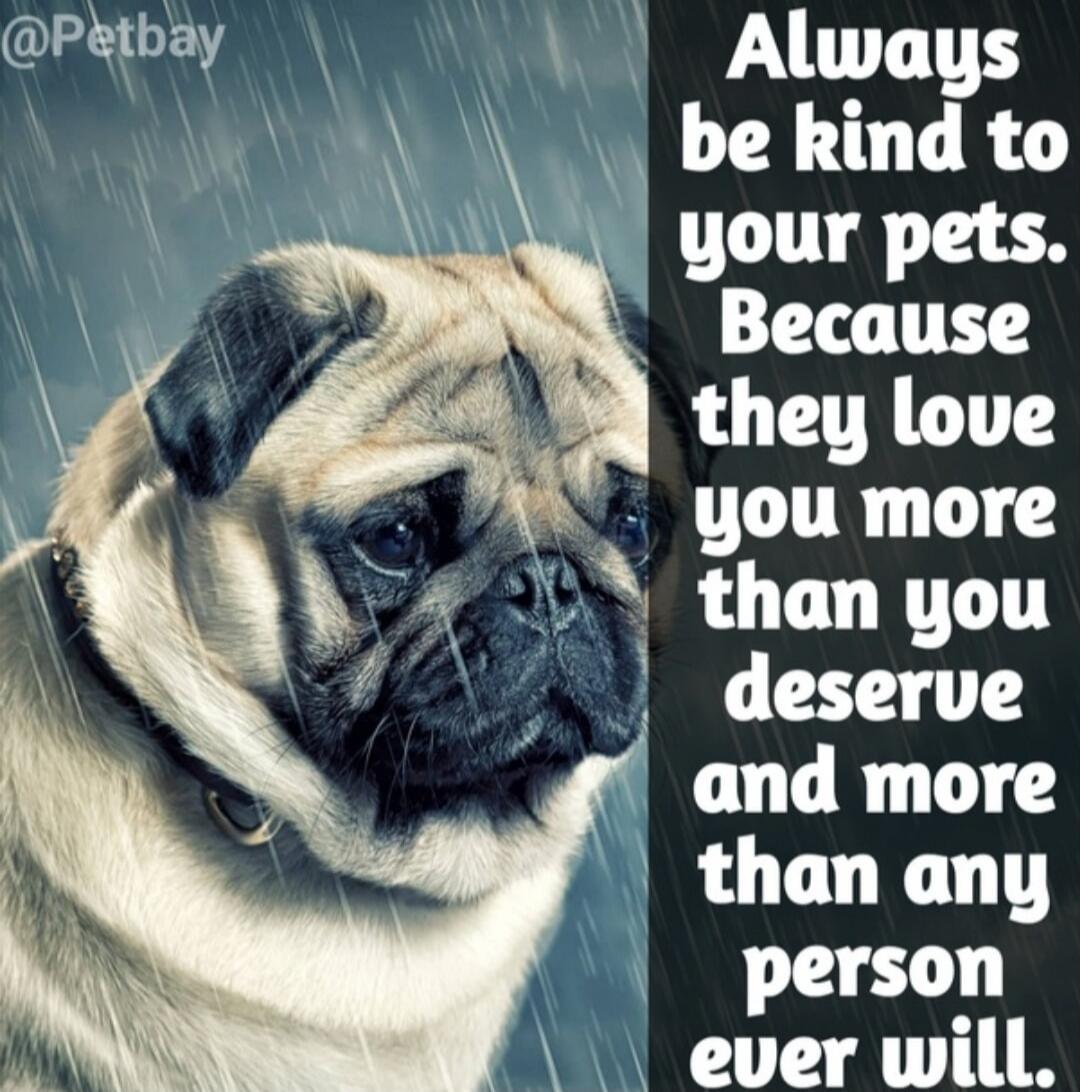 Always be kind to your pets. Because they love you more than you deserve and more than any person ever will. @Petbay