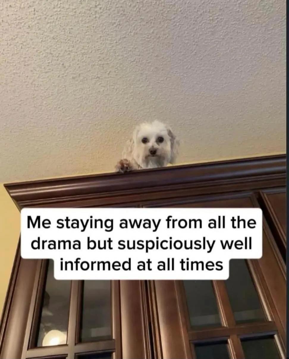 Me staying away from all the drama but suspiciously well informed at all times