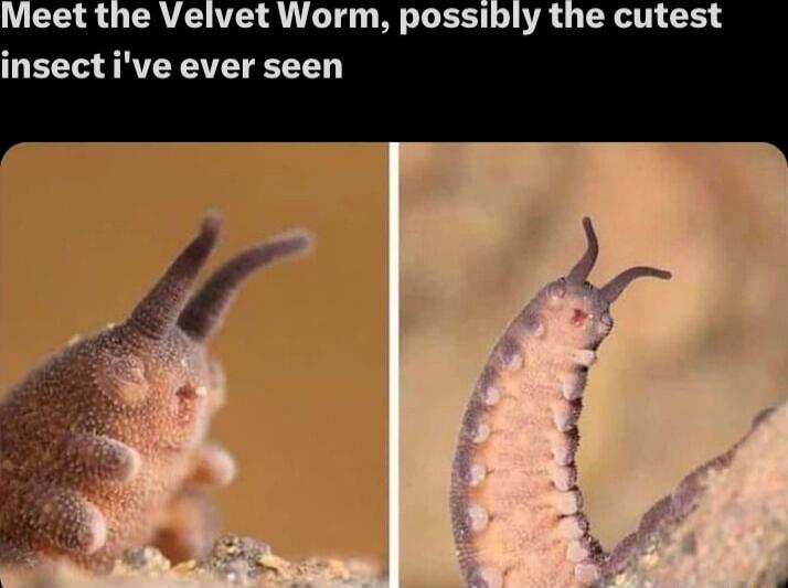 Meet the Velvet Worm possibly the cutest insective ever seen