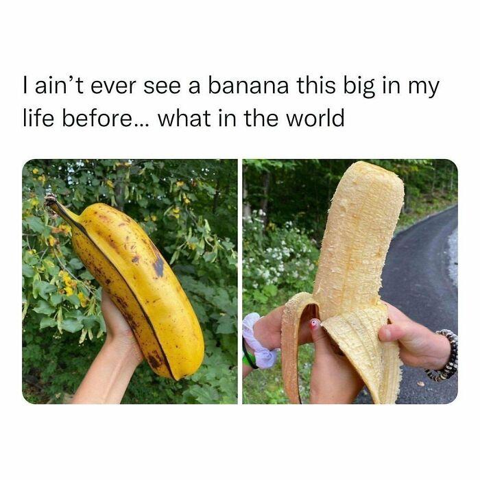 aint ever see a banana this big in my life before what in the world