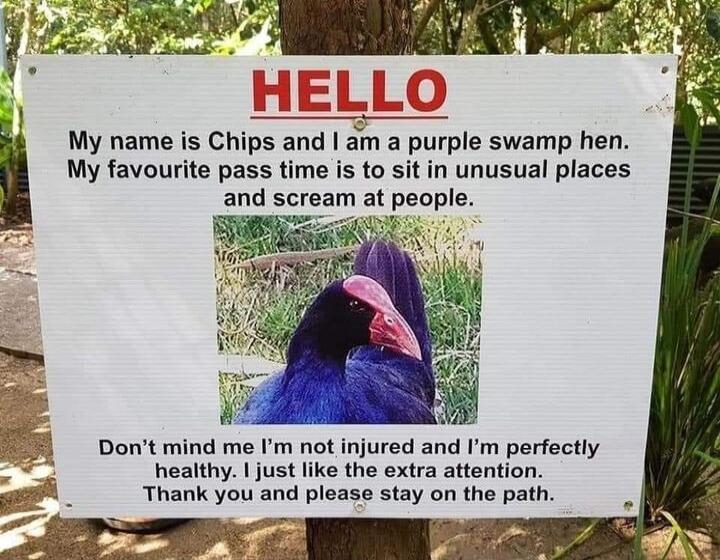 My name is Chips and am a purple swamp hen My favourite pass time is to sit in unusual places and screa at people d me Im not injured and Im perfectly healthy just like the extra attention Thank you and please stay on the path