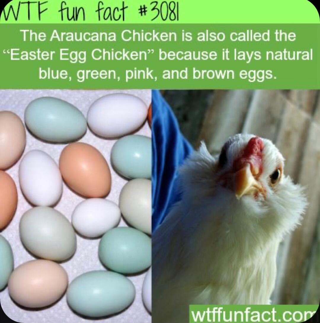 WTF fun fact 208l D