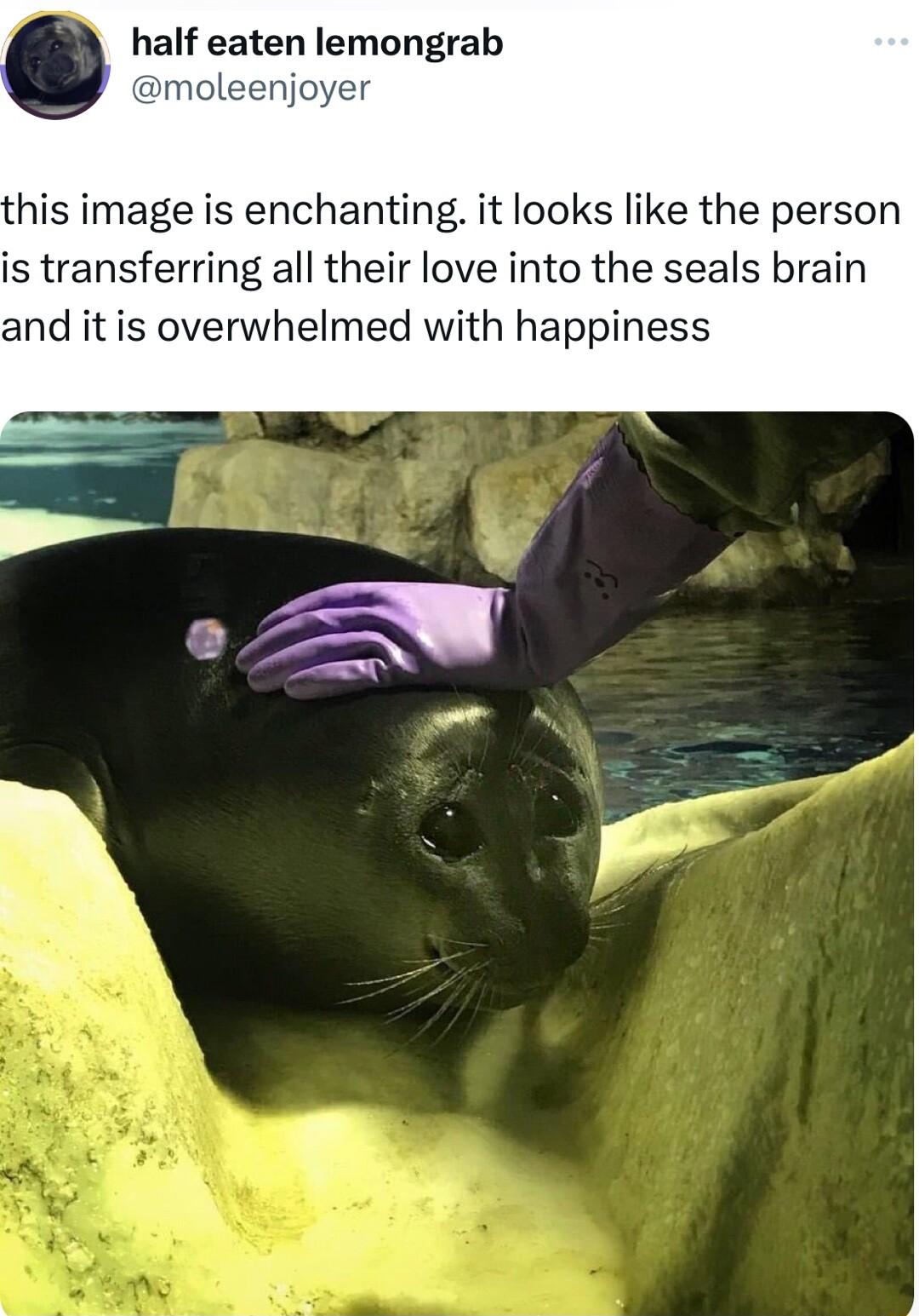 half eaten lemongrab moleenjo his image is enchanting it looks like the person is transferring all their love into the seals brain and it is overwhelmed with happiness