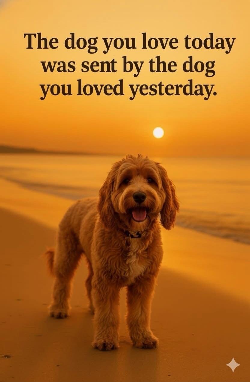 The dog you love today was sent by the dog you loved yesterday.