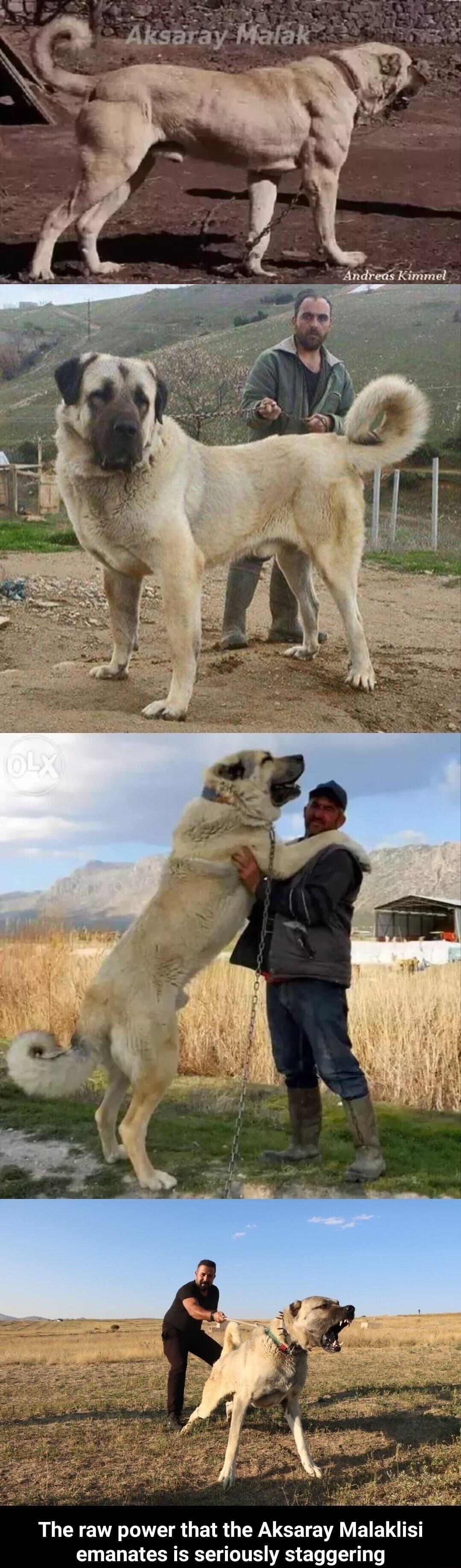 The raw power that the Aksaray Malaklisi L BB IR R TS RS BT Ts 1310