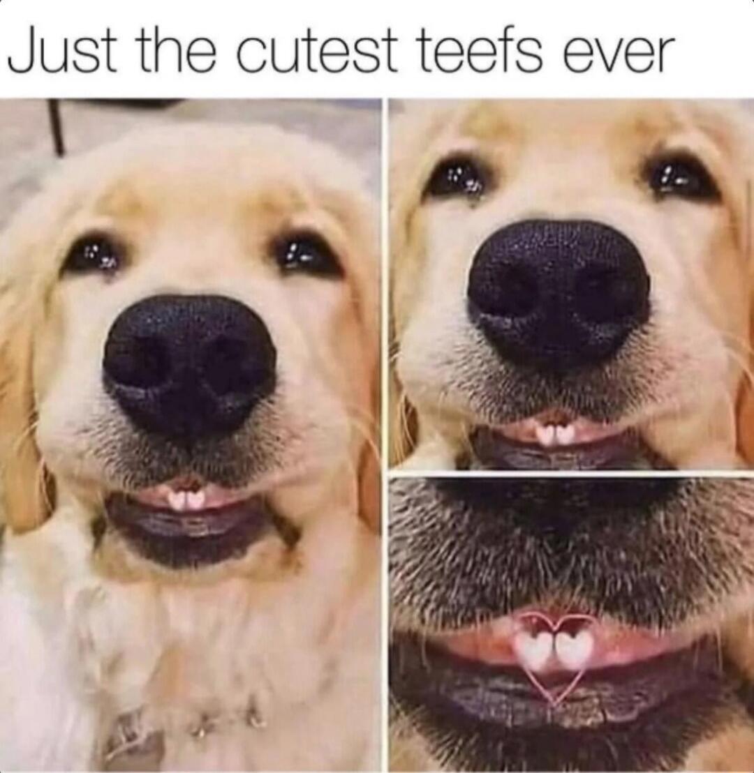 Just the cutest teefs ever