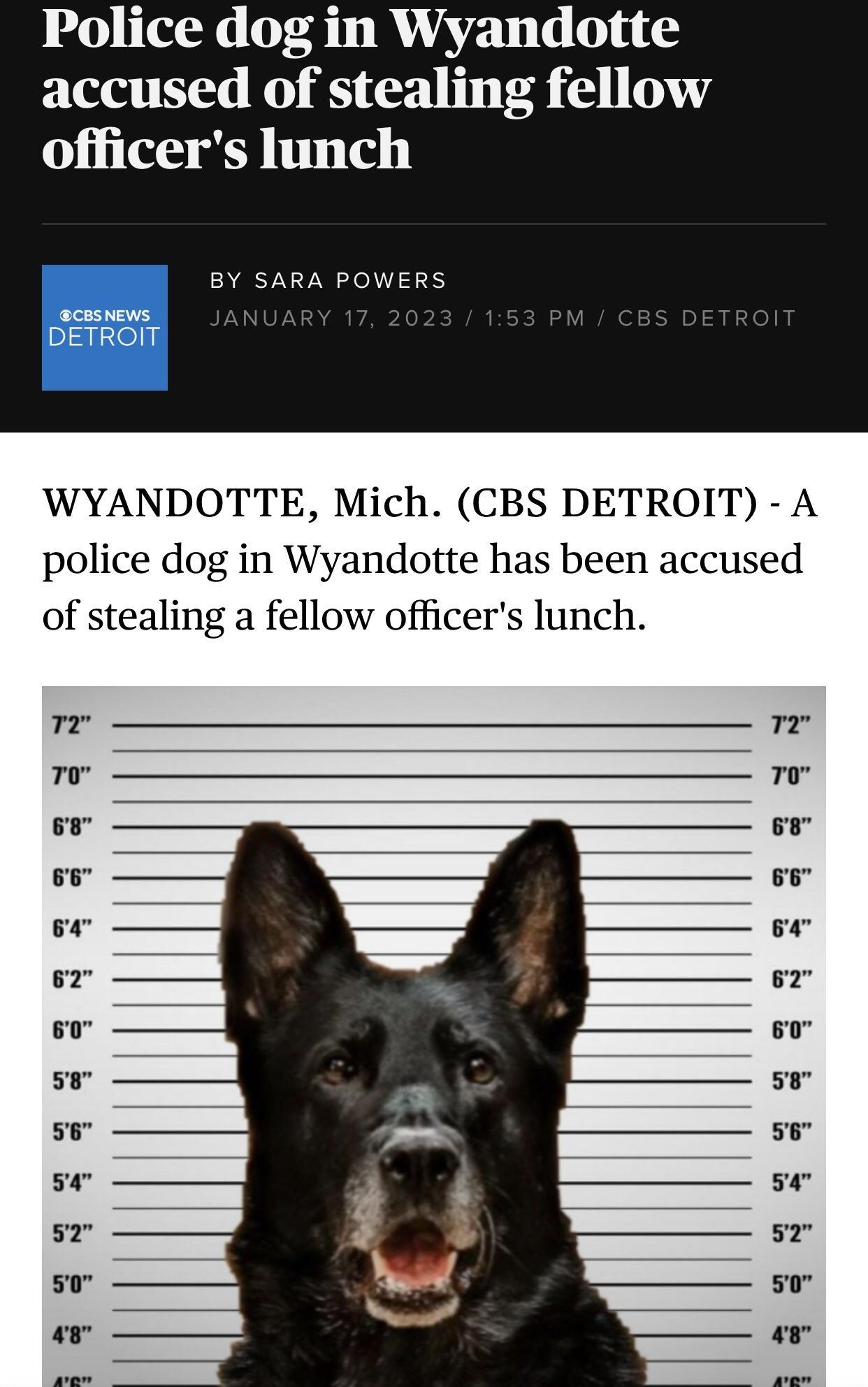 Police dog in Wyandotte accused of stealing fellow officers lunch WYANDOTTE Mich CBS DETROIT A police dog in Wyandotte has been accused of stealing a fellow officers lunch 7 o o 5 o 58 55 50 57