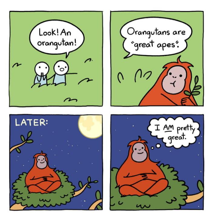 Look! An orangutan! Orangutans are 'great apes'. LATER: I AM pretty great.