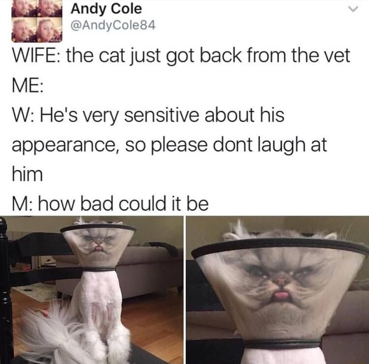 m Andy Cole iy novcoess WIFE the cat just got back from the vet ME W Hes very sensitive about his appearance so please dont laugh at him M how bad could it be
