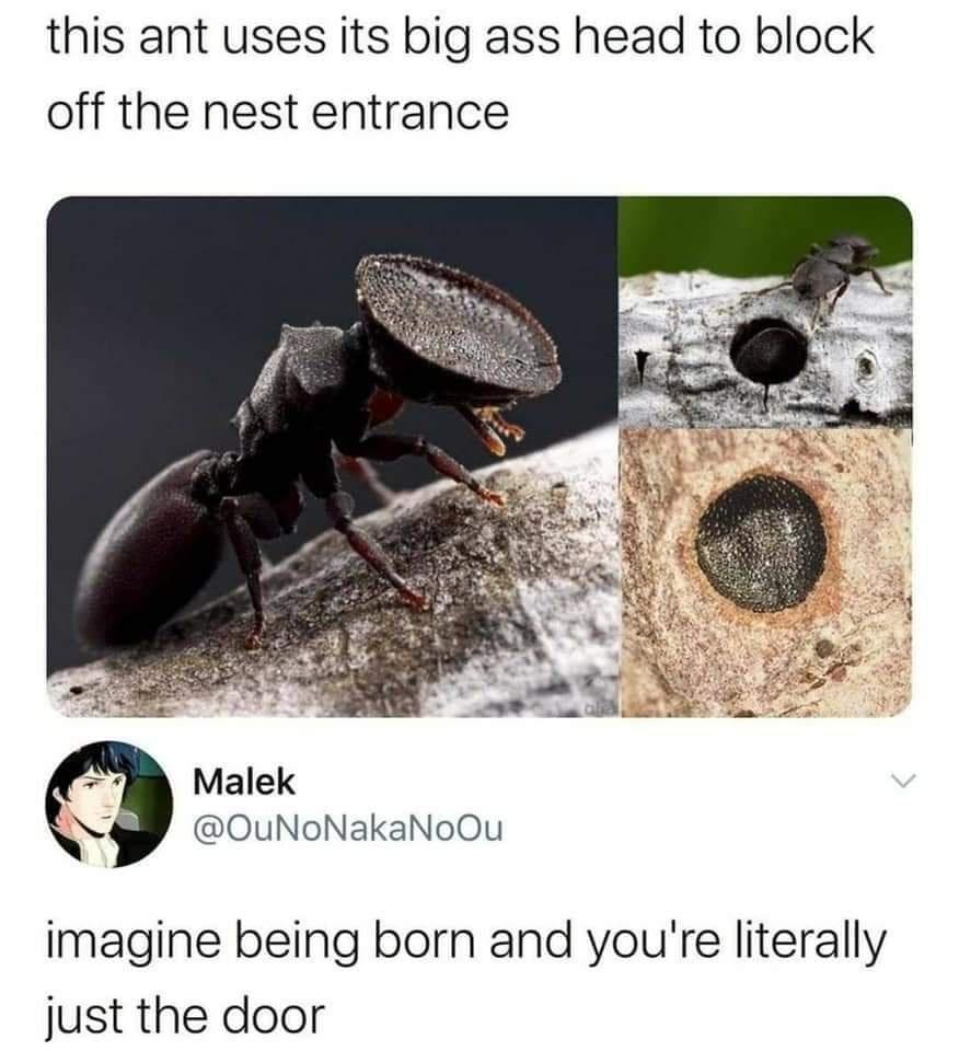 this ant uses its big ass head to block off the nest entrance Malek N OuNoNakaNoOu imagine being born and youre literally just the door