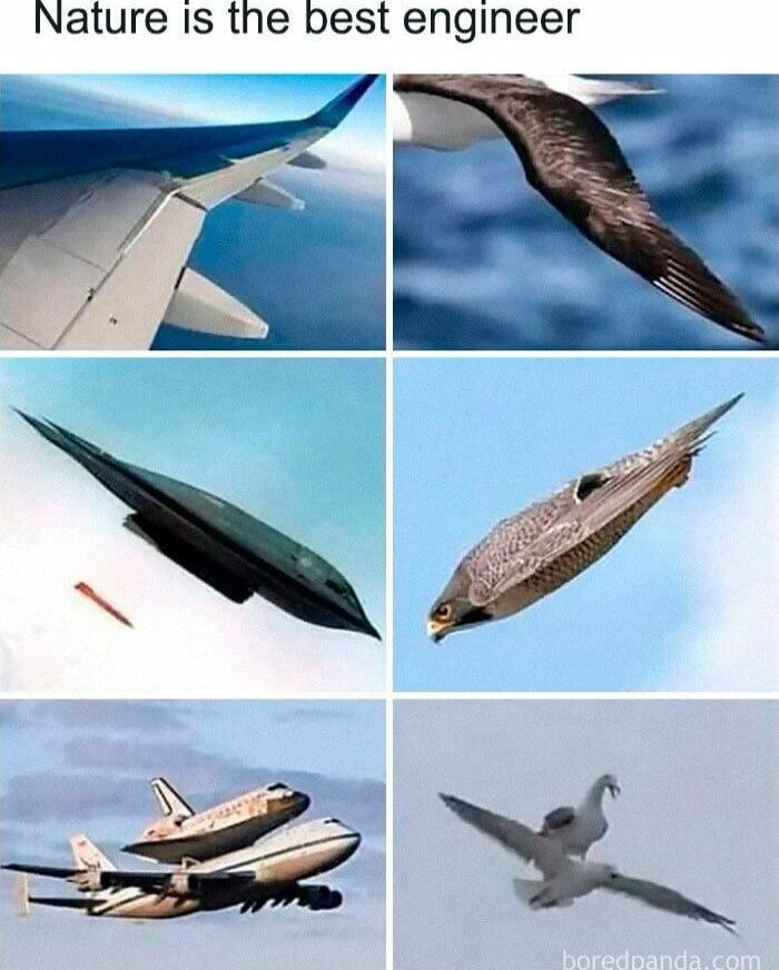 Nature Is the best engineer