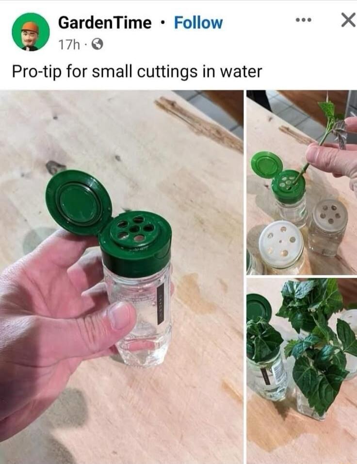 Pro-tip for small cuttings in water