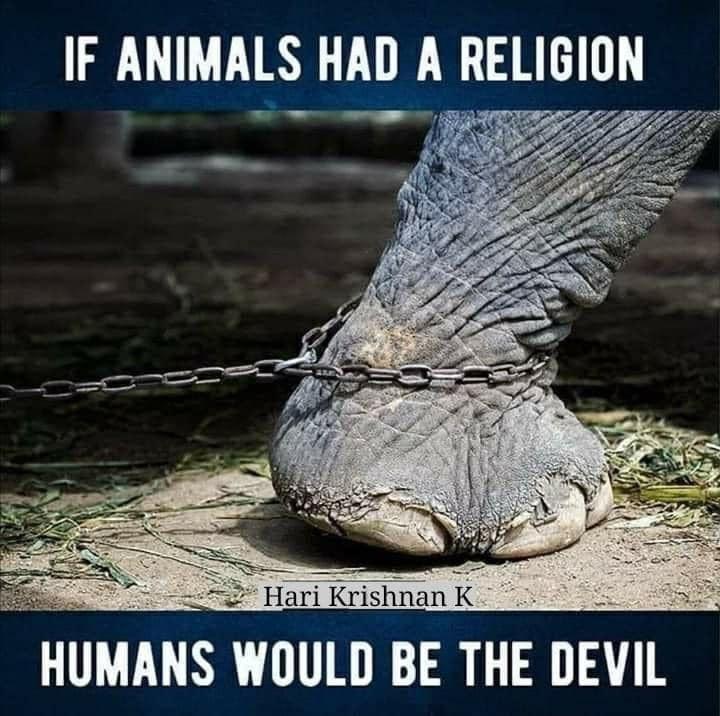 IF ANIMALS HAD A RELIGION 2 Hari Krishnan K HUMANS WOULD BE THE DEVIL
