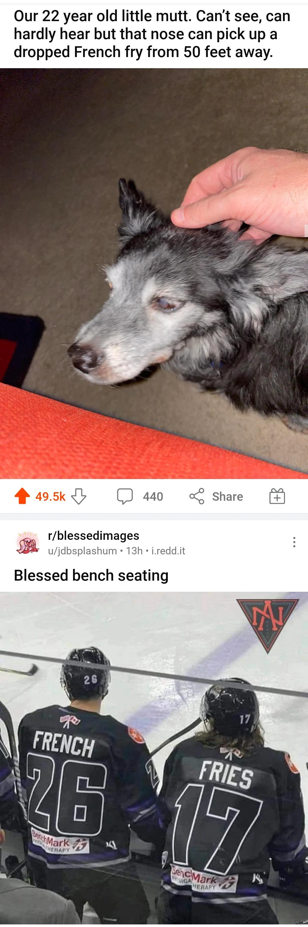 Our 22 year old little mutt Cant see can hardly hear but that nose can pick up a dropped French fry from 50 feet away 4 295k b rblessedimages wjdb 1 13h Blessed bench seating