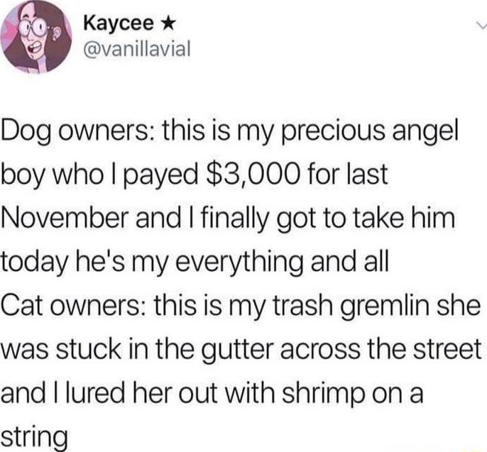 Kaycee x Y vanillavial Dog owners this is my precious angel boy who payed 3000 for last November and finally got to take him today hes my everything and all Cat owners this is my trash gremlin she was stuck in the gutter across the street and lured her out with shrimp on a string