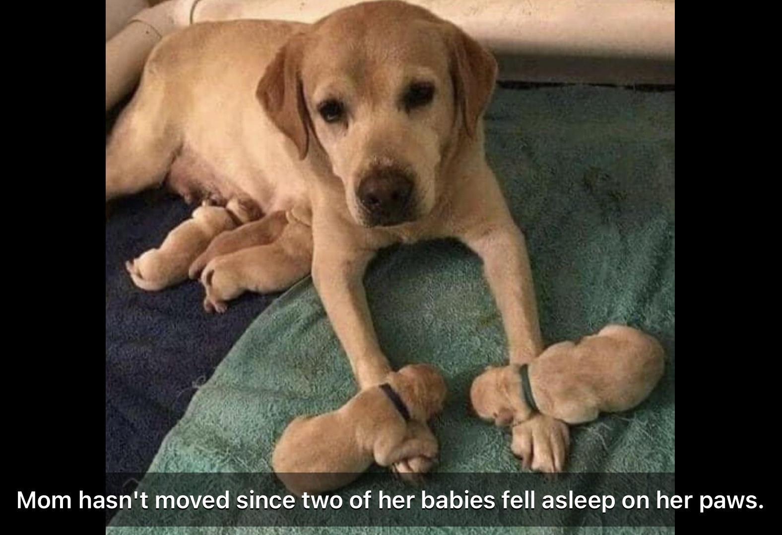 Mom hasnt moved since two of her babies fell asleap on her paws