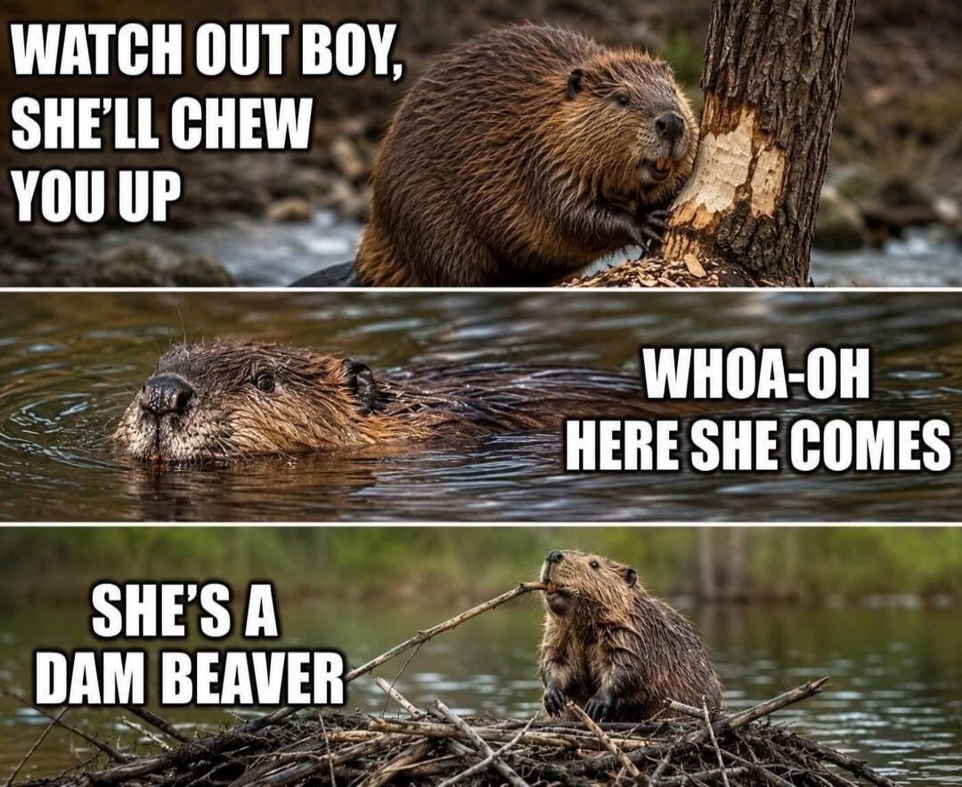 WATCH OUT BOY, SHE'LL CHEW YOU UP WHOA-OH HERE SHE COMES SHE'S A DAM BEAVER