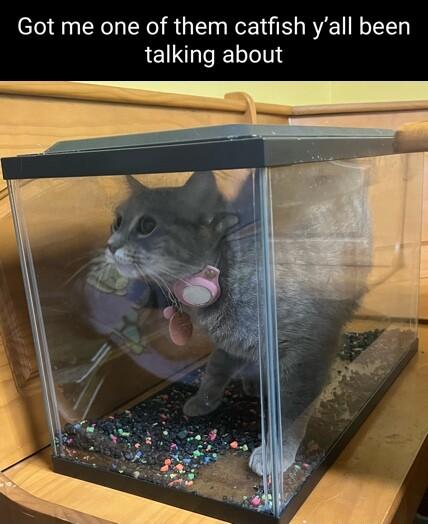 Got me one of them catfish yall been talking about