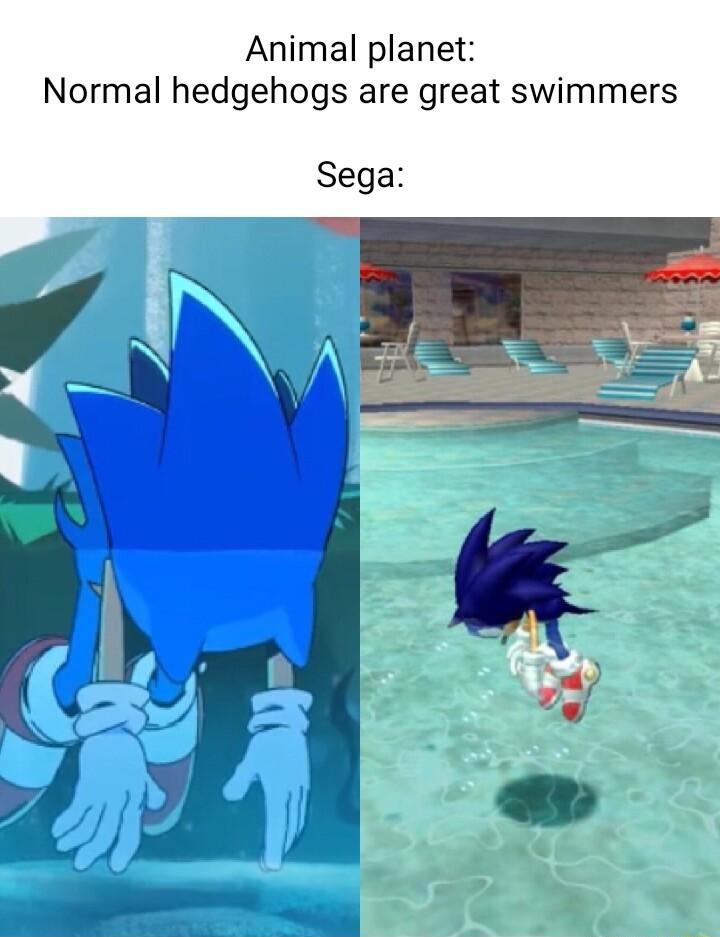 Animal planet Normal hedgehogs are great swimmers Sega