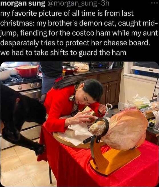 morgan sung morgan sung sh my favorite picture of all time is from last christmas my brothers demon cat caught mid jump fiending for the costco ham while my aunt desperately tries to protect her cheese board W B RGRE IR CRCTE RN E