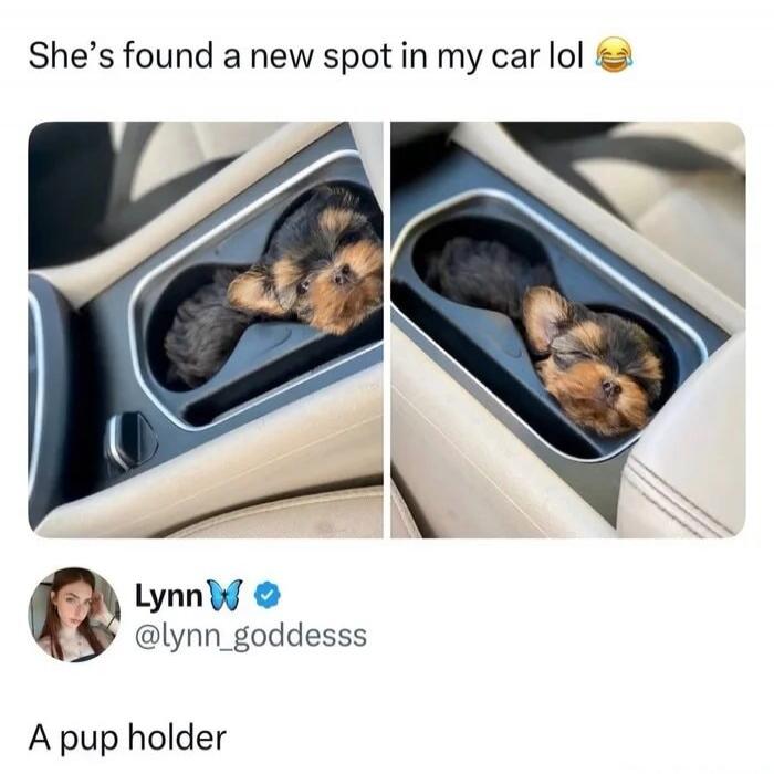 She's found a new spot in my car lol 😂 Lynn 🦋 @lynn_goddesss A pup holder