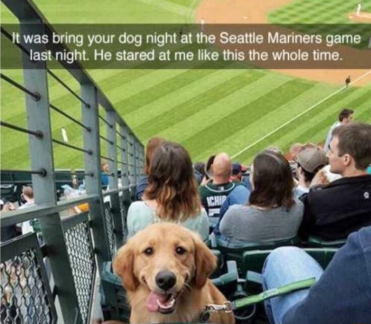 D N It was bring your dog night at the Seattle Mariners game L laslmgm He stared at me like this the whole time