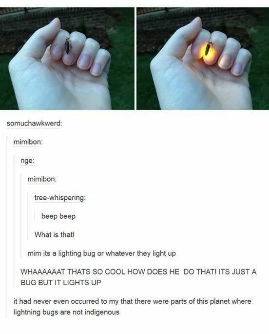 somuchawkwerd mimibon nge mimibon tree whispering beep beep Whatis that mim s a lighting bug or whatever they light up WHAAAAAAT THATS SO COOL HOW DOES HE DO THAT ITS JUST A BUG BUT IT LIGHTS UP it had never even occurred to my that there were parts of this planet where lightning bugs are not indigenous