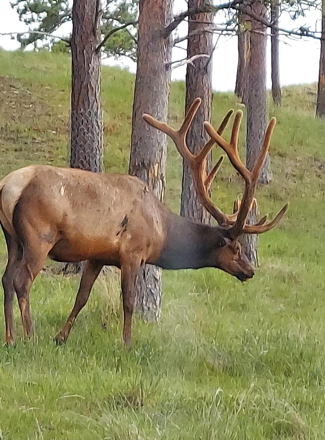 An elk with large antlers stands in a grassy field among trees, looking down.