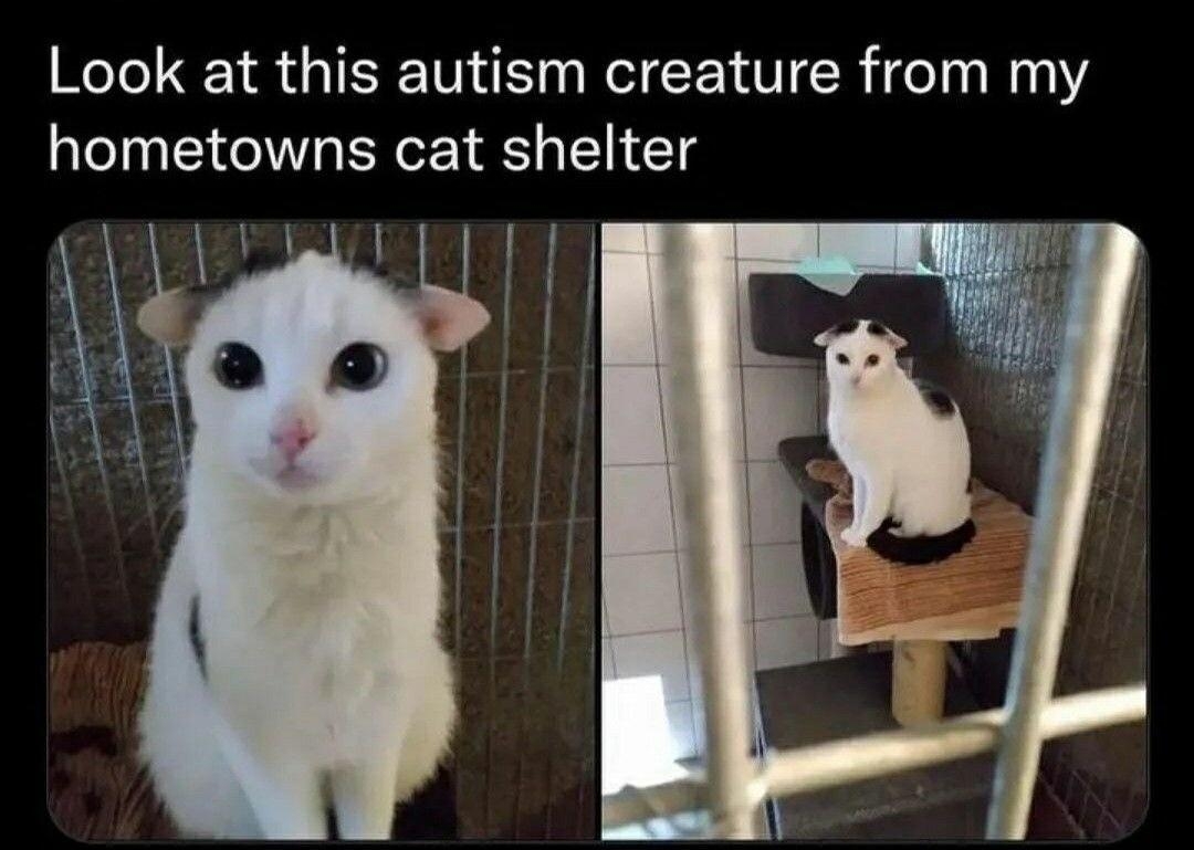 POCHOWEK Look at this autism creature from my hometowns cat shelter 1245 PM Oct 27 2022 Twitter Web App 1M4K Retweets 784 Quote weets 932K Likes