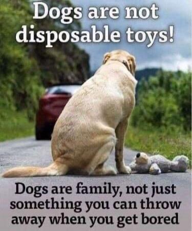 Dogs are not disposable toys! Dogs are family, not just something you can throw away when you get bored