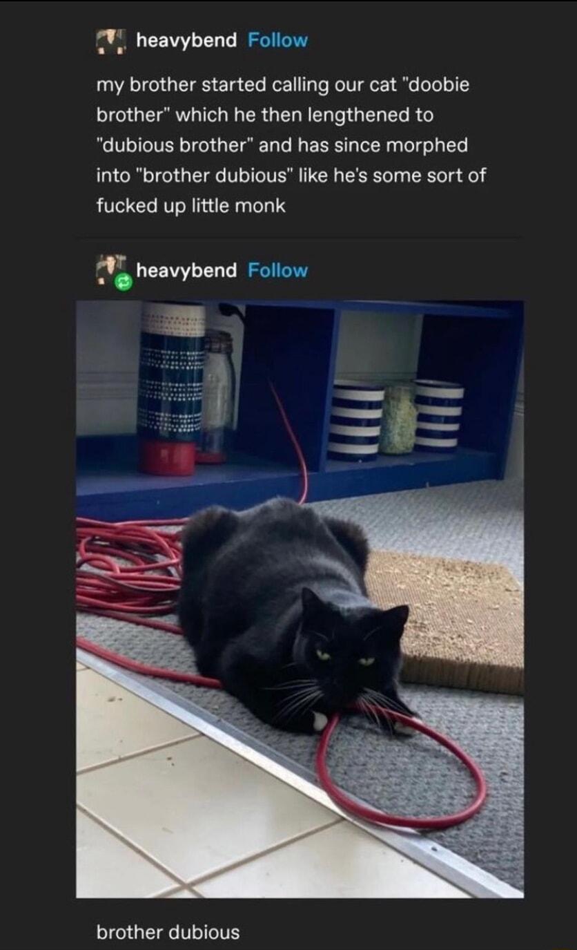 heavybend Follow my brother started calling our cat doobie brother which he then lengthened to dubious brother and has since morphed into brother dubious like hes some sort of fucked up little monk heavybend Follow brother dubious