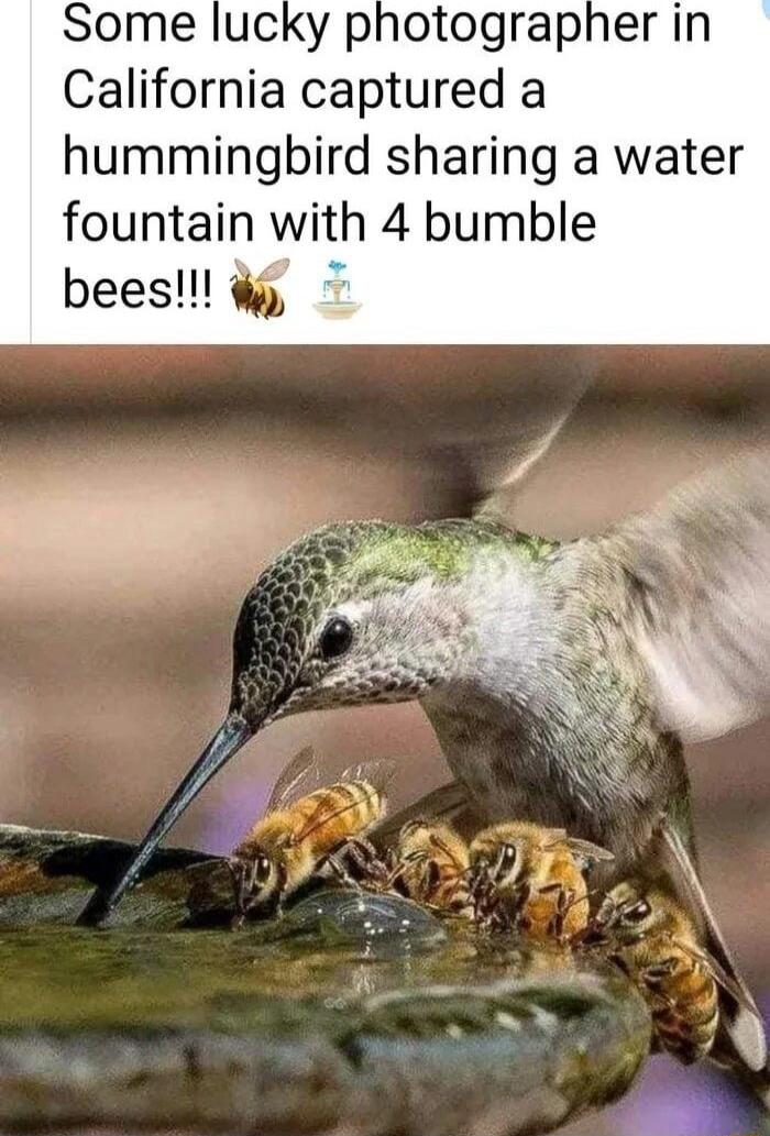 California captured a hummingbird sharing a water fountain with 4 bumble bees