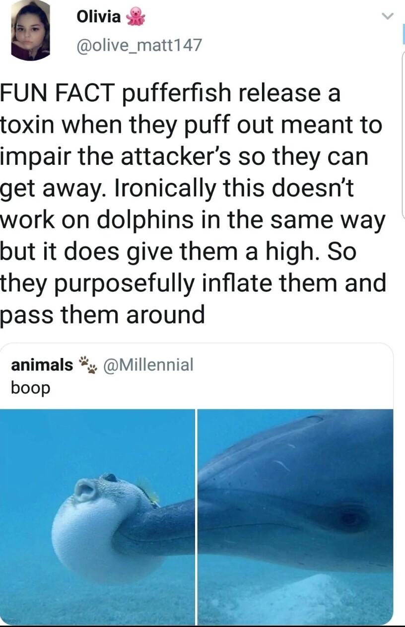 Olivia 4 olive_matt147 FUN FACT pufferfish release a toxin when they puff out meant to impair the attackers so they can get away Ironically this doesnt work on dolphins in the same way but it does give them a high So they purposefully inflate them and pass them around animals Millennial boop