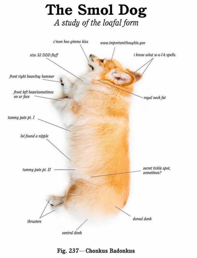 The Smol Dog A study of the loafal form Fig 237 Chonkus Badonkus