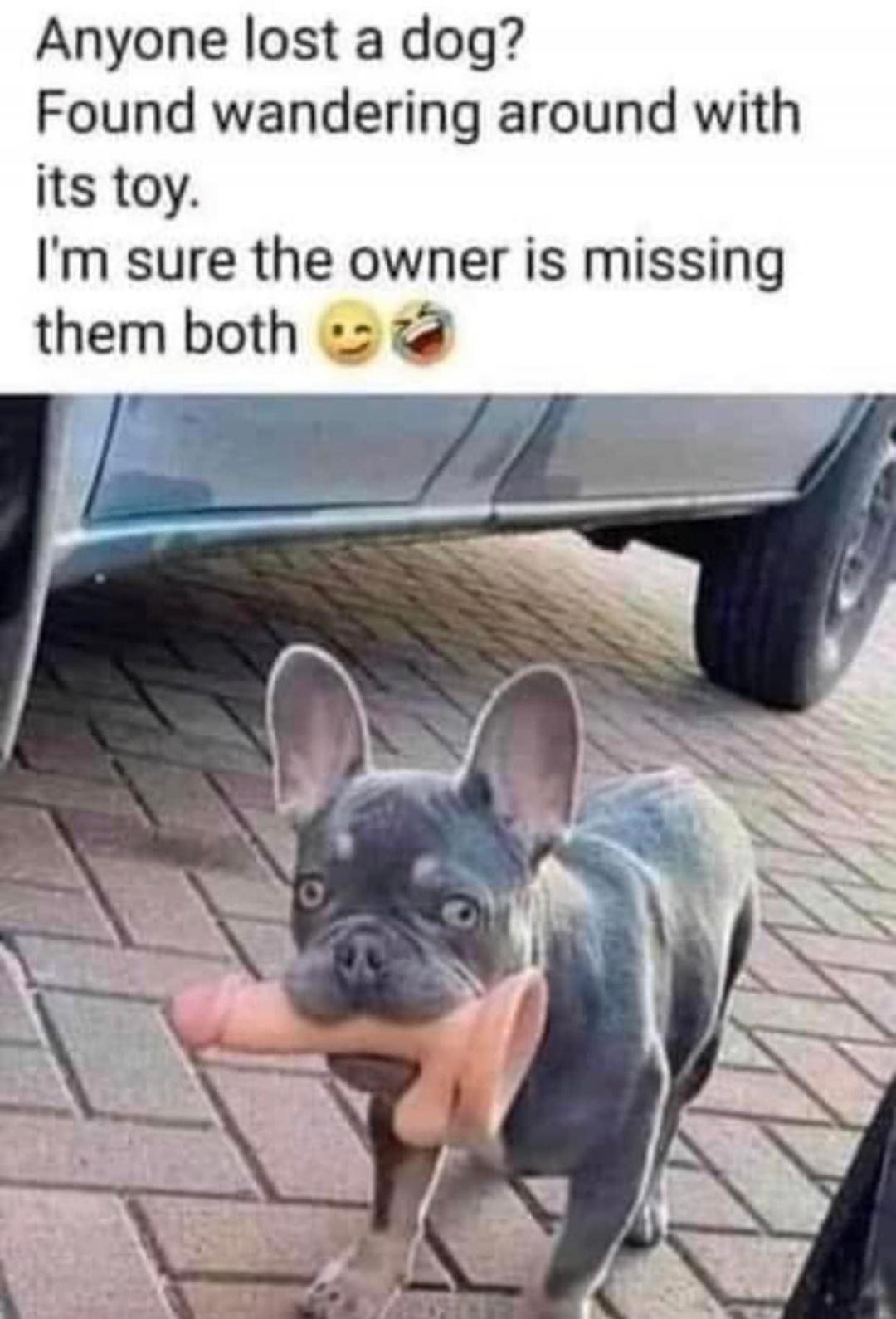Anyone lost a dog? Found wandering around with its toy. I'm sure the owner is missing them both 😂🤣