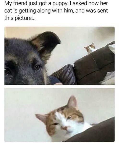 My friend just got a puppy asked how her cat is getting along with him and was sent this picture