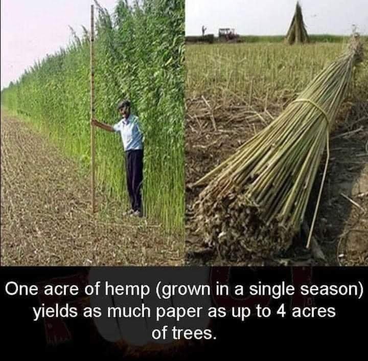 One acre of hemp grown in a single season yields as much paper as up to 4 acres of trees