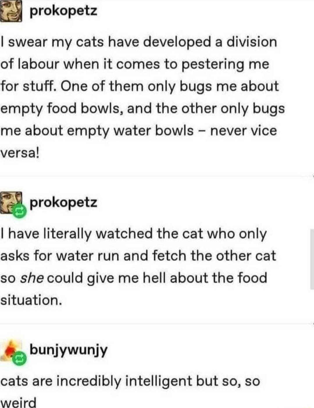 prokopetz swear my cats have developed a division of labour when it comes to pestering me for stuff One of them only bugs me about empty food bowls and the other only bugs me about empty water bowls never vice versa prokopetz have literally watched the cat who only asks for water run and fetch the other cat so she could give me hell about the food situation bunijunjy cats are incredibly intelligen