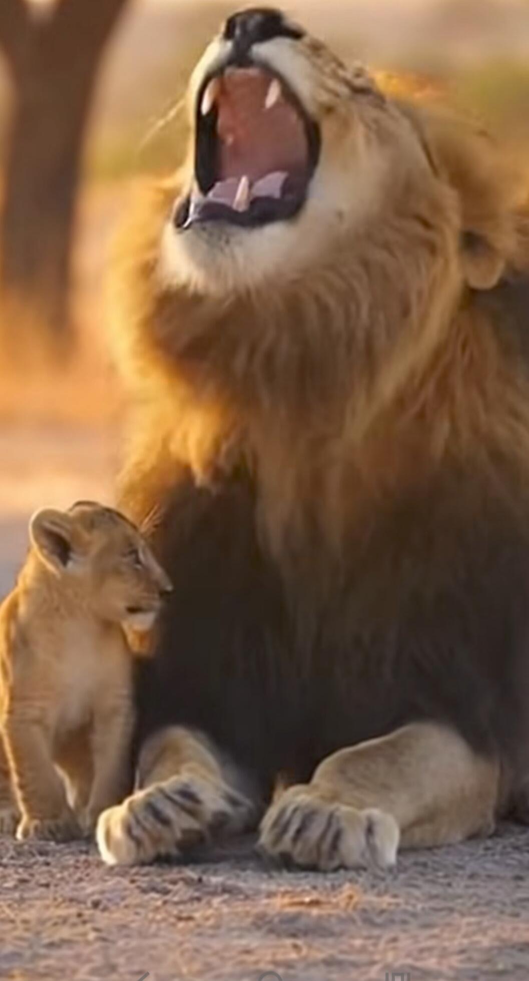 The lion is yawning and the cub is looking at him.