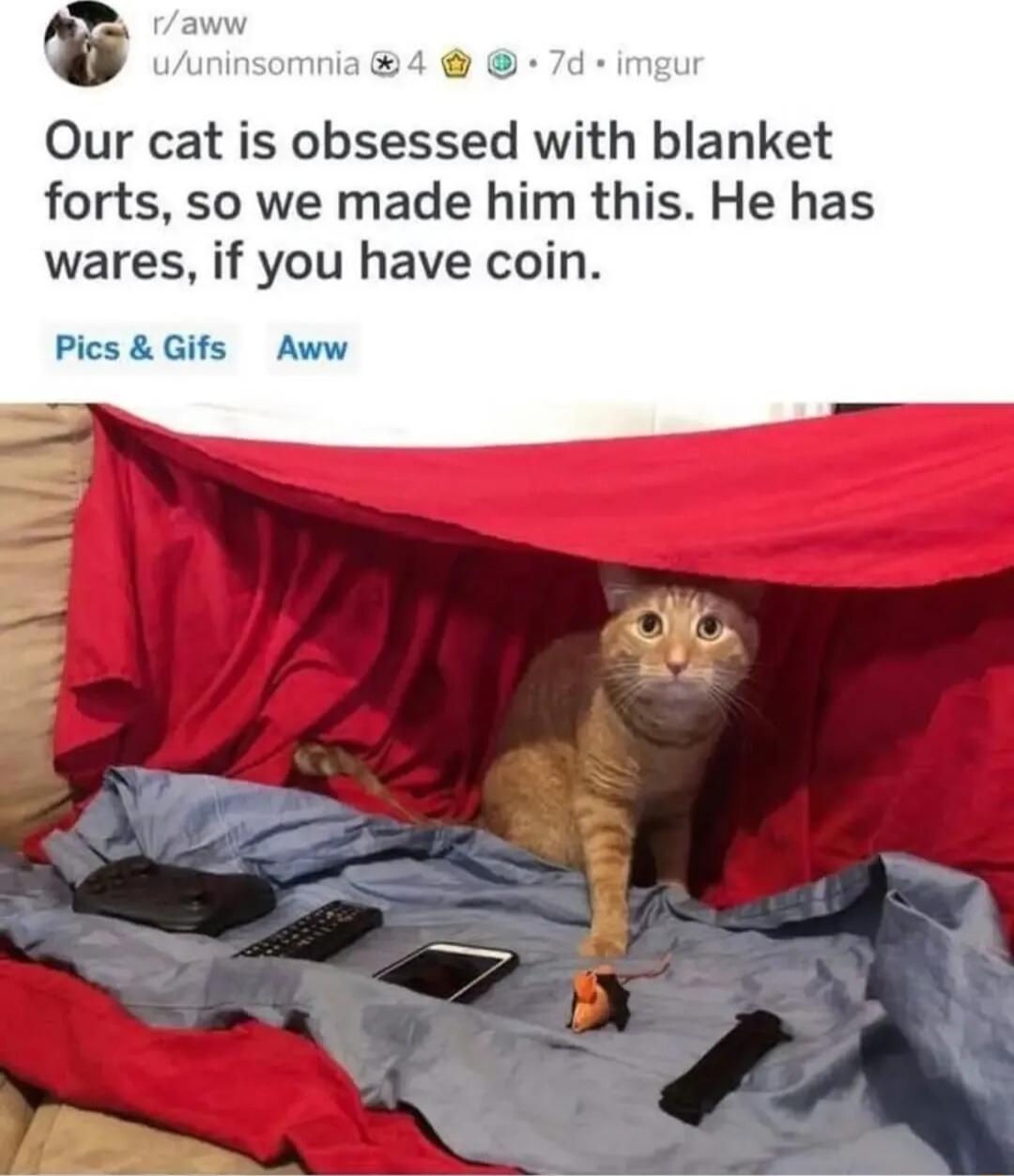 Our cat is obsessed with blanket forts so we made him this He has wares if you have coin Pics Gifs Aww