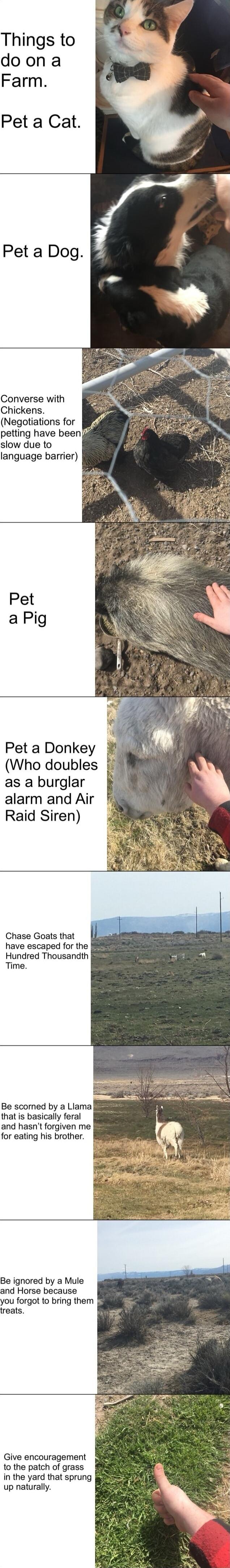 Things to doona Farm Pet a Cat Pet a Dog Converse with Chickens Negotiations for 8 petting have been slow due to language barrier Pet a Donkey Who doubles as a burglar alarm and Air Raid Siren Chase Goats that have escaped for the Hundred Thousandth Time Be scomed by a Llama that is basically feral and hasnt forgiven me for eating his brother Be ignored by a Mule and Horse because you forgot to br
