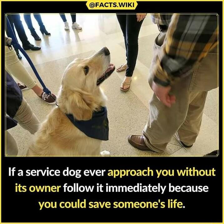 If a service dog ever approach you without its owner follow it immediately because you could save someones life